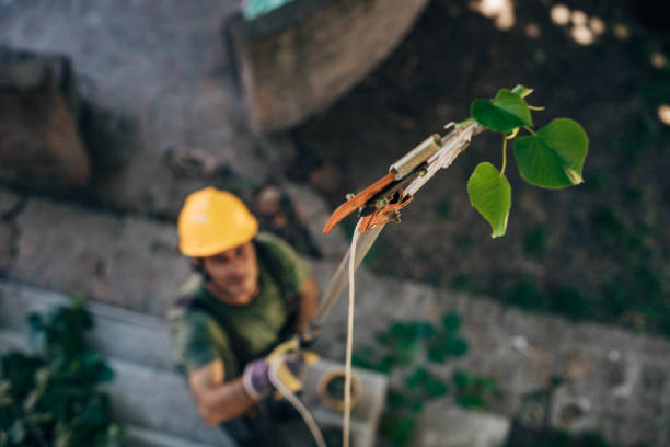 Best Tree Mulching  in Geneseo, IL